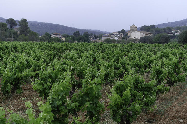 La vinya a Olesa de Bonesvalls